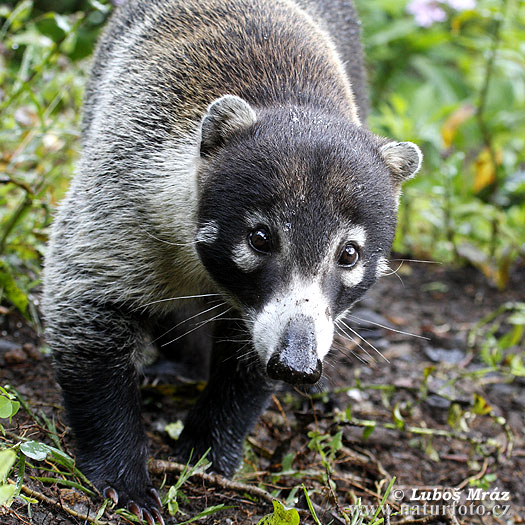 Coatí de nariz blanca