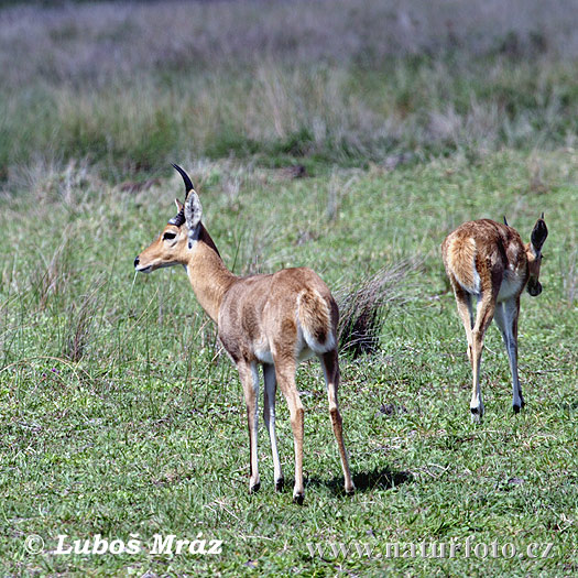 Cob-grande-dos-juncais