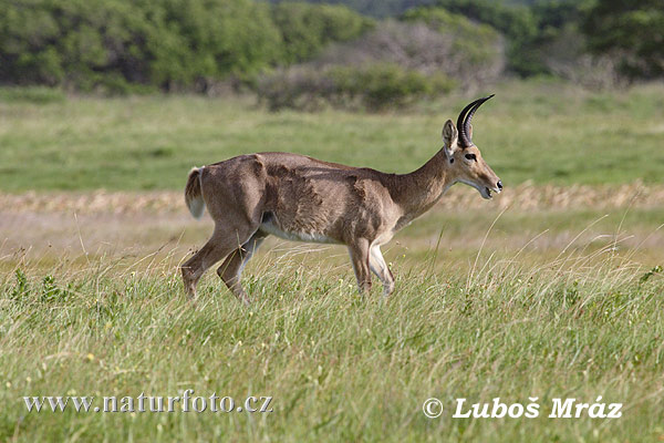 Cob-grande-dos-juncais