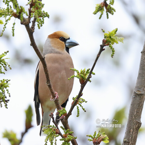 Coccothraustes coccothraustes