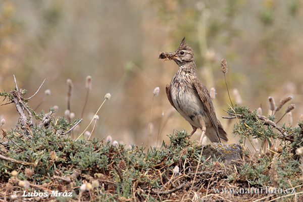 Cochevis huppé