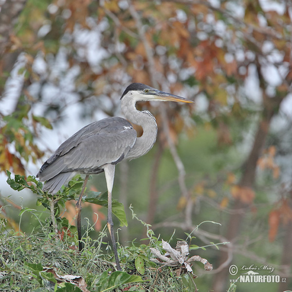 Cocoi Heron (Ardea cocoi)