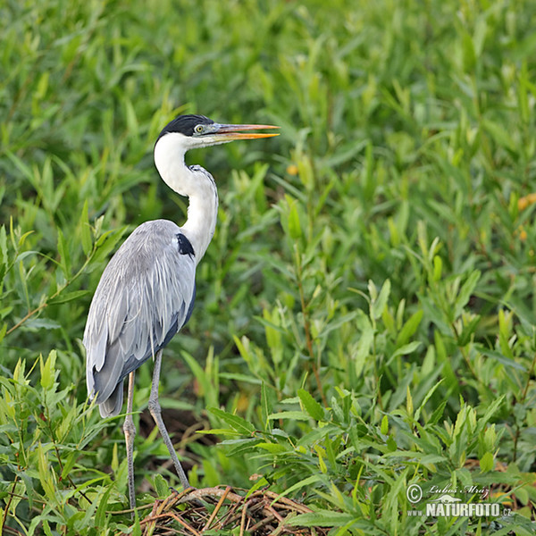 Cocoi Heron (Ardea cocoi)