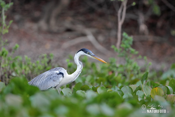 Cocoi Heron (Ardea cocoi)