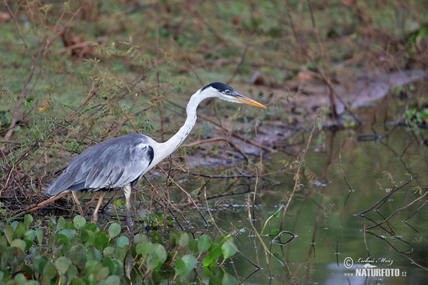 Cocoi Heron (Ardea cocoi)