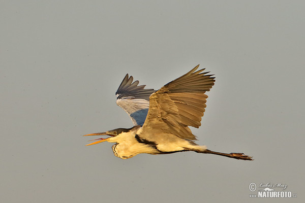 Cocoi Heron (Ardea cocoi)