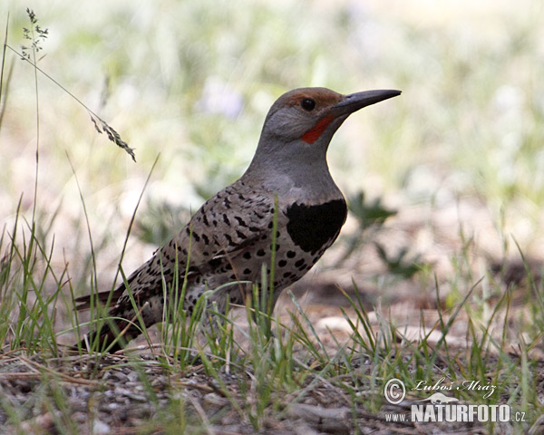 Colaptes auratus