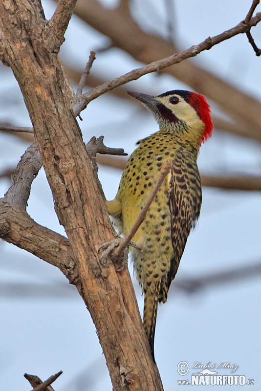 Colaptes melanochloros