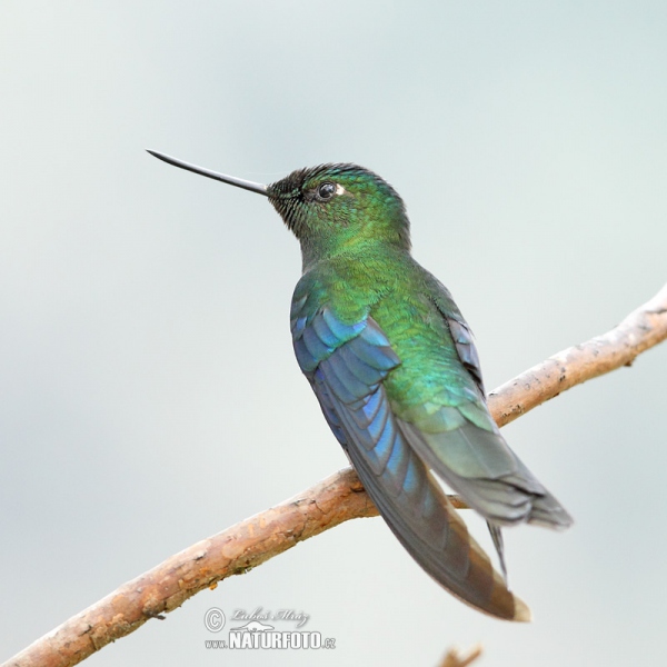 Colibri à ailes saphir