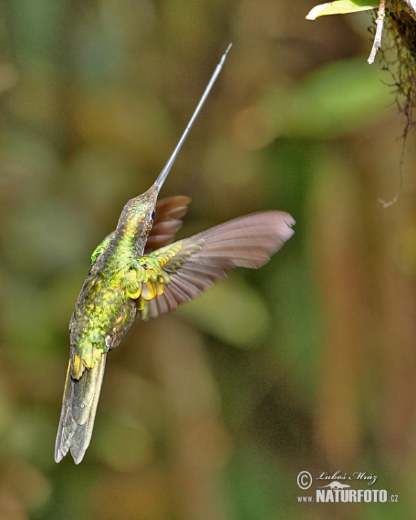 Colibrí bec d'espasa