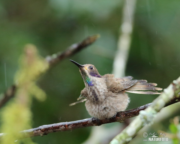 Colibri de Delphine