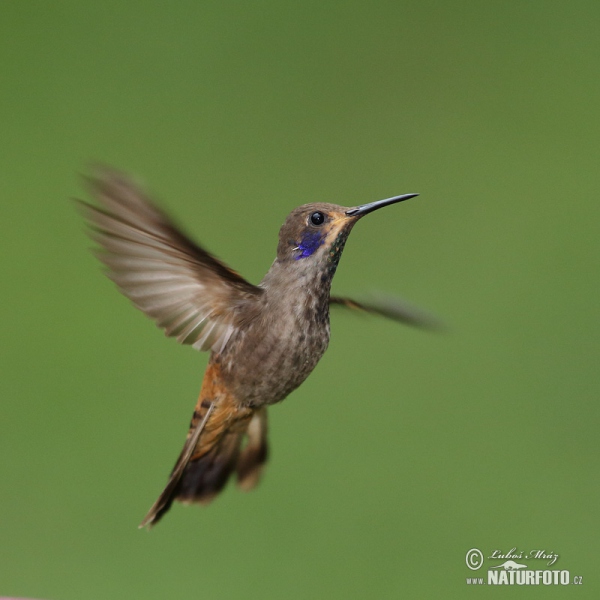 Colibrí marró