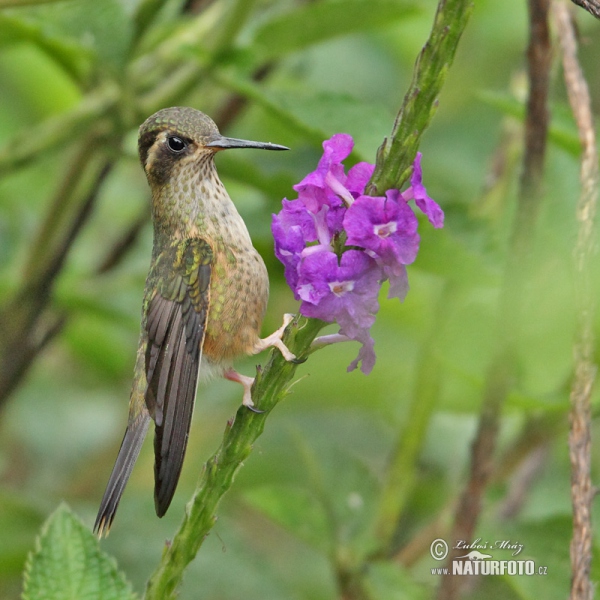 Colibri moucheté