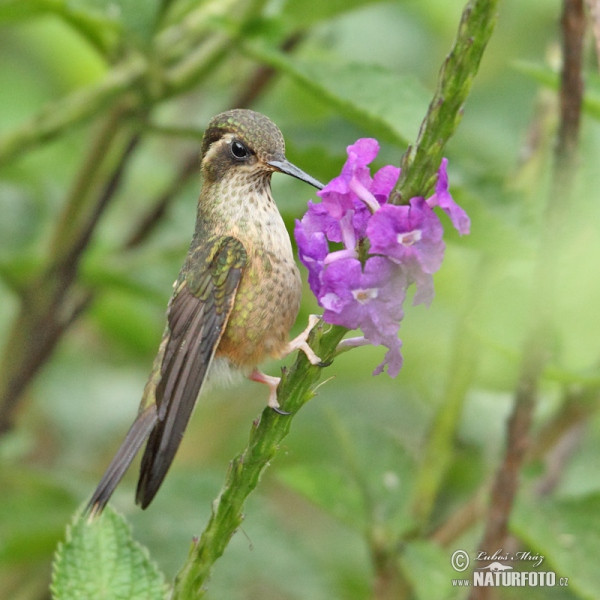 Colibri moucheté