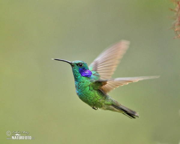 colibrí oreja violeta