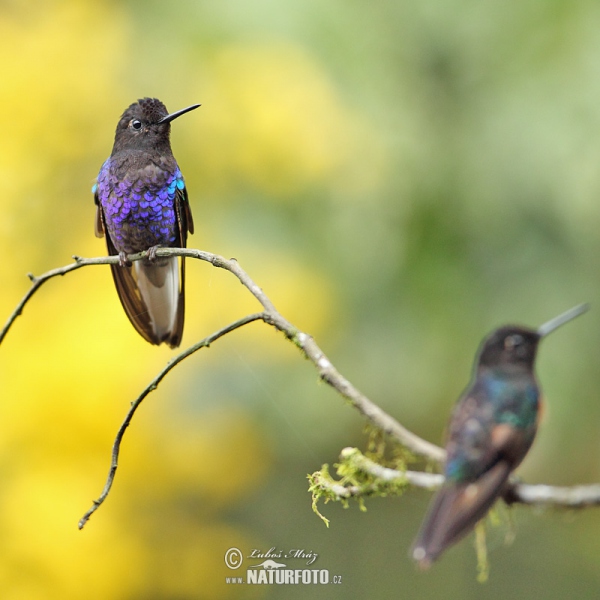 Colibrí sietecolores