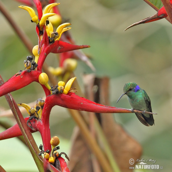 Colibri thalassinus