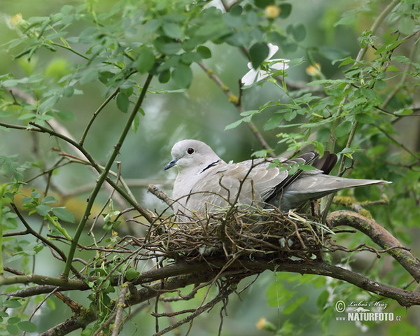 Collared Dove (Streptopelia decaocto)