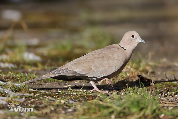 Collared Dove (Streptopelia decaocto)