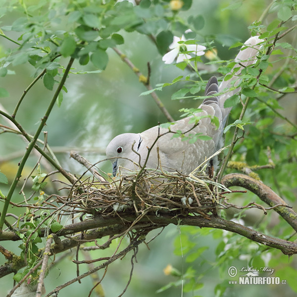 Collared Dove (Streptopelia decaocto)