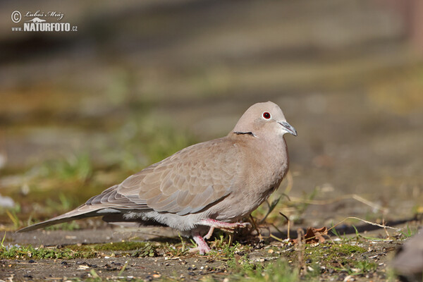 Collared Dove (Streptopelia decaocto)