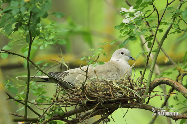 Collared Dove (Streptopelia decaocto)