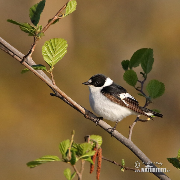 Collared Flycatcher (Ficedula albicollis)