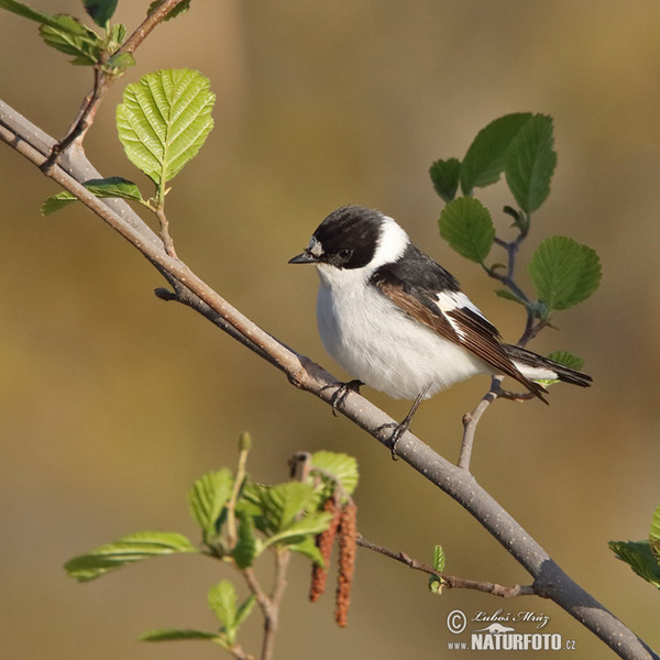 Collared Flycatcher (Ficedula albicollis)