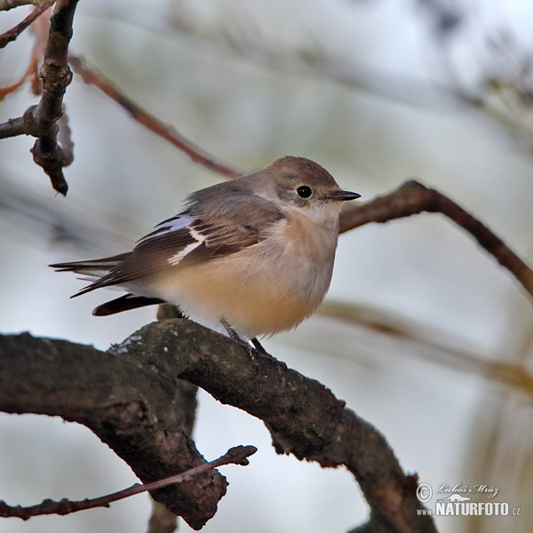 Collared Flycatcher (Ficedula albicollis)