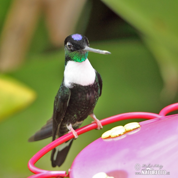 Collared Inca (Coeligena torquata)