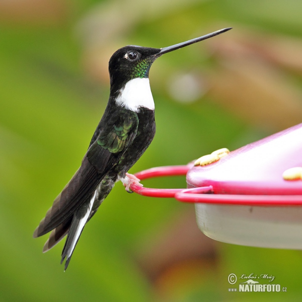 Collared Inca (Coeligena torquata)