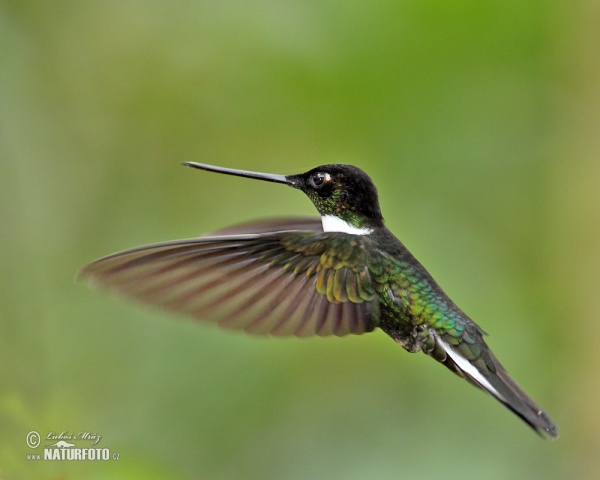 Collared Inca (Coeligena torquata)