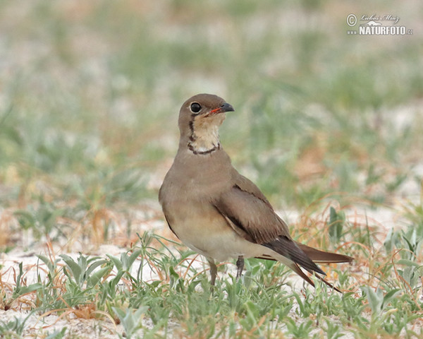 Collared Pratincole (Glareola pratincola)