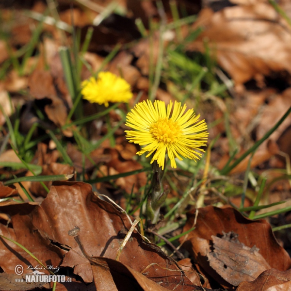 Colt's Foot (Tussilago farfara)