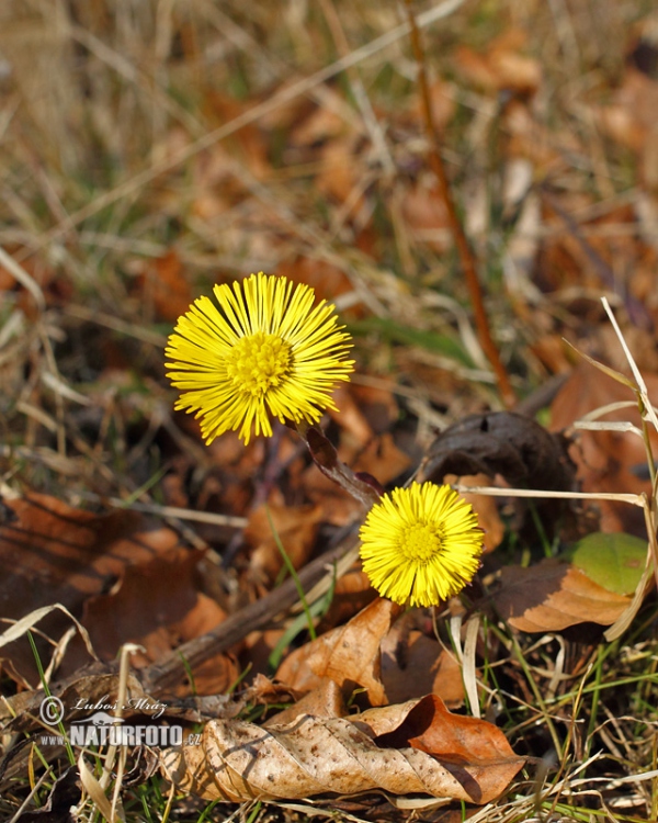 Colt's Foot (Tussilago farfara)