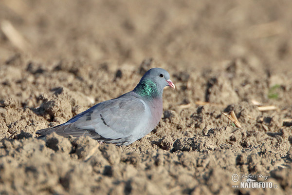 Columba oenas