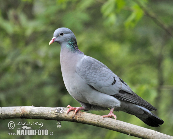 Columba oenas