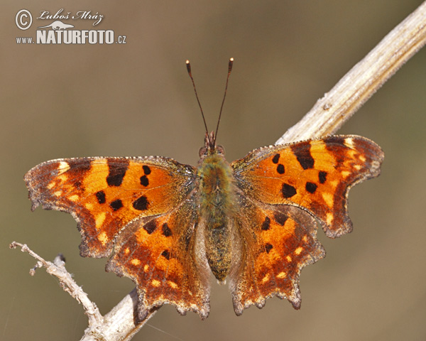 Comma Butterfly (Polygonia c-album)