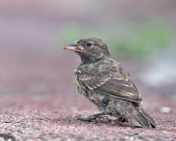 Common Cactus-Finch (Geospiza scandens)