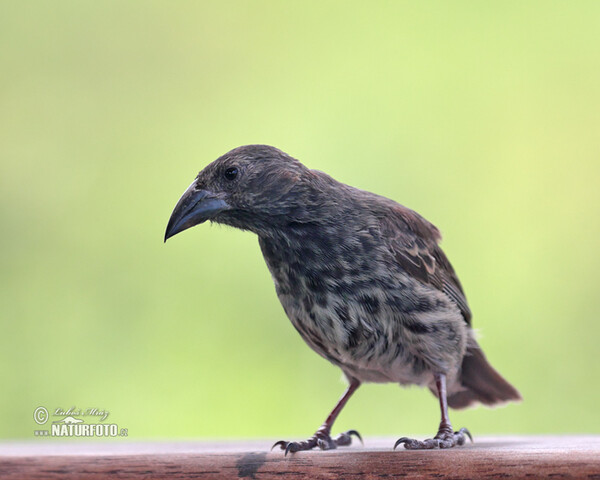 Common Cactus-Finch (Geospiza scandens)