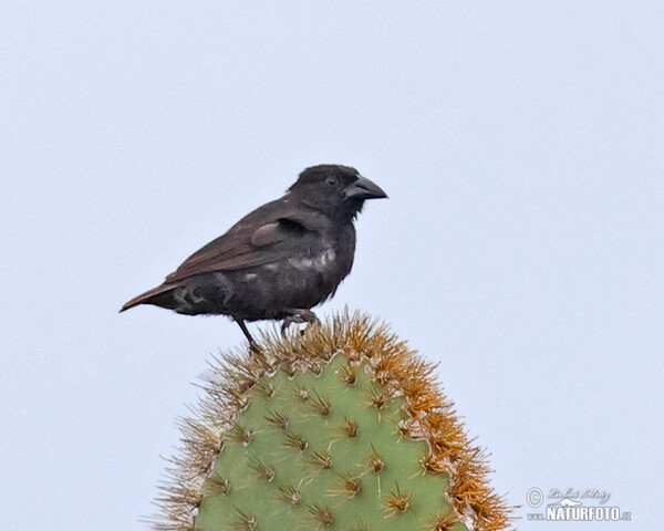 Common Cactus-Finch (Geospiza scandens)