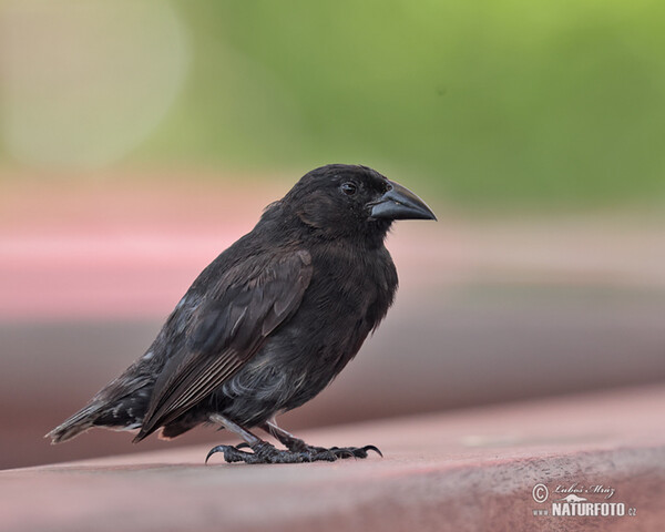 Common Cactus-Finch (Geospiza scandens)