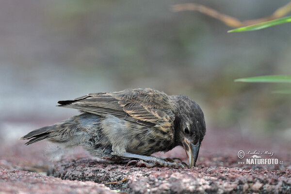 Common Cactus-Finch (Geospiza scandens)