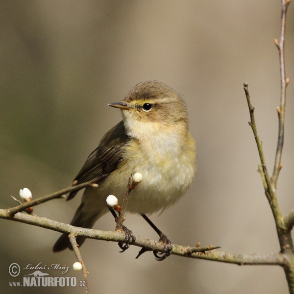 Common Chiffchaff (Phylloscopus collybita)