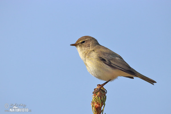 Common Chiffchaff (Phylloscopus collybita)