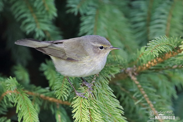 Common Chiffchaff (Phylloscopus collybita)