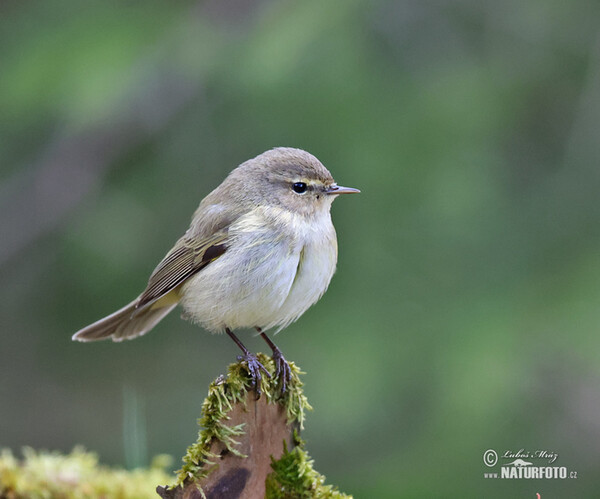 Common Chiffchaff (Phylloscopus collybita)