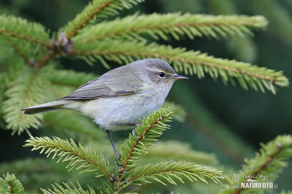 Common Chiffchaff (Phylloscopus collybita)