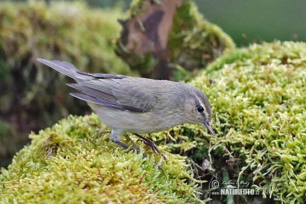 Common Chiffchaff (Phylloscopus collybita)