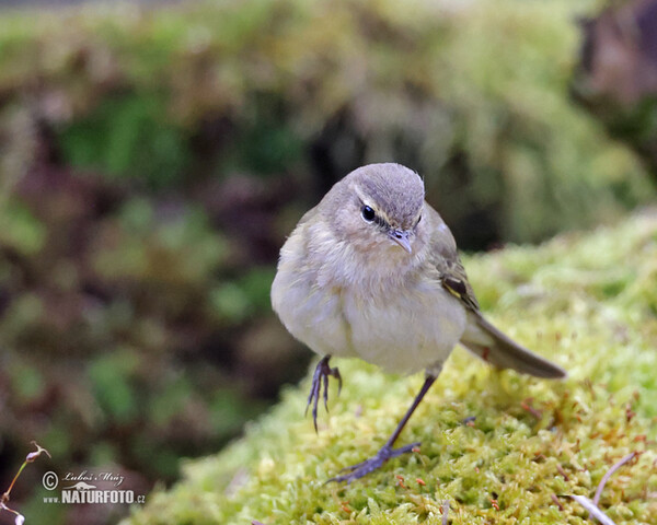 Common Chiffchaff (Phylloscopus collybita)